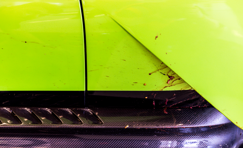 Road kill at the track happens much more quickly.